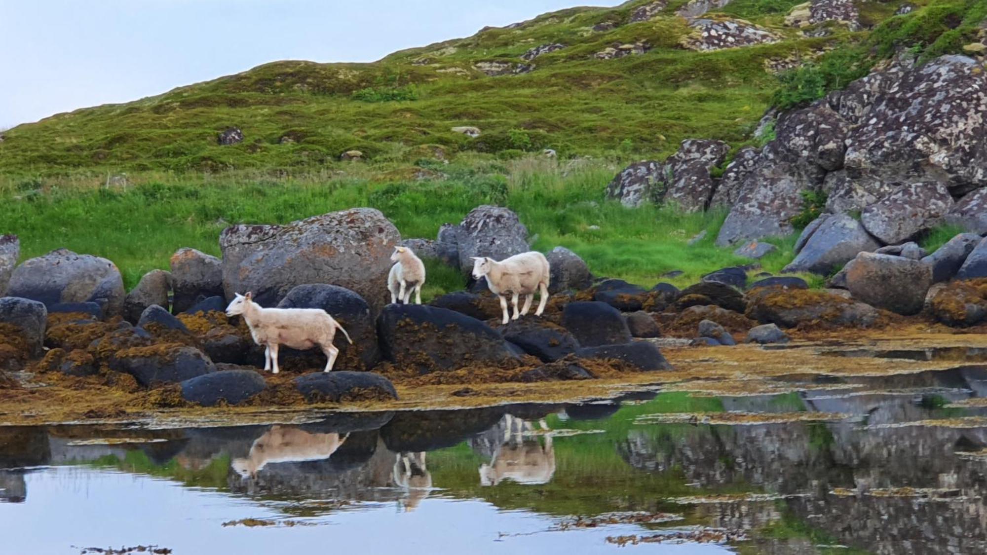 Lofoten Seaside Ballstad Esterno foto
